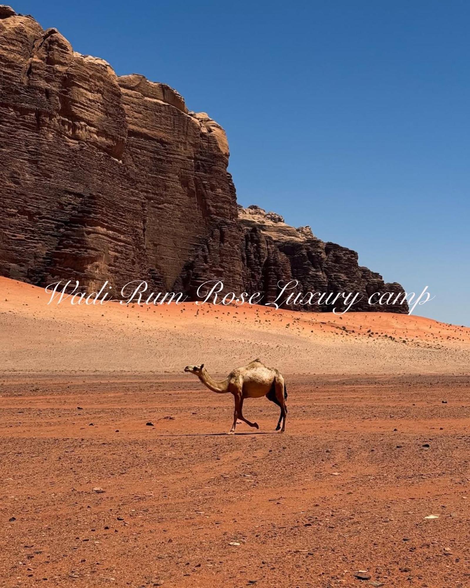 Wadi Rum Rose Luxury Camp 外观 照片